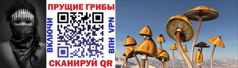 Псилоцибиновые грибы Psilocybe наркота Шлиссельбург